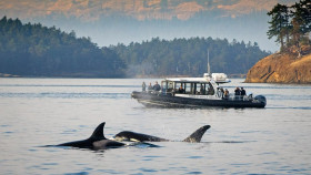 Image 14 of 17 -
            Experience Ice Bath to get an impression of WHM Weekend at Friday Harbor
