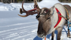 Image 6 of 12 -
            Experience Sauna to get an impression of WHM Travel at Pelkosenniemi